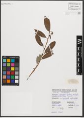 Foto von Salix triandra L.